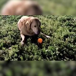 Pet Tooth Cleaning Sounding Chew Ball - Thornless Chewing Toy for Puppy Training Teeth Accessories for Cats And Dogs