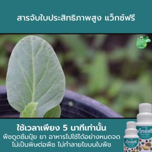สารจับใบ ประสิทธิภาพสูง แว็กซ์ฟรี ไม่เป็นพิษต่อพืช ซึมไว กระจายตัวรวดเร็ว