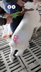 5x4CM Pig Ear Tags: A Comprehensive Guide