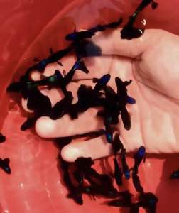 Bluehead Black Moscow Guppy