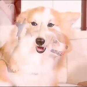 Máy Sấy Kèm Lược Chải Lông Chó Mèo Đa Năng PET CARDINGS 2 In 1 Công Suất 300W Sấy Lông Và Massage Thú Cưng