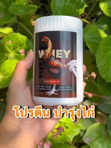 เซียนไก่เวร์ เวร์โปรตีสำหรับไก่ชน 200เเคปซูล เพียง 200.-เสริมสร้างกล้ามเนื้อให้ไก่ ฟื้นฟูกล้ามเนื้อหลังออกกำลังกาย กล้ามเนื้อดี บินดี ตีแรง ไม่มีสารที่เป็นอัตรายต่อไก่ เป็นเวย์ธรรมชาติ