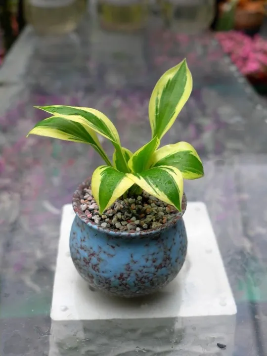 %5BHCM%5DTR%E1%BA%A6U%20B%C3%80%20NAM%20M%E1%BB%B8%20(C%C3%93%20HOA)%20-%20Image%201