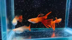 🐟RARE🐟 Albino Full Red Crown Tail Guppy 白子全红冠尾孔雀鱼 - Aquarium Ornamental Fish Ikan Hiasan 孔雀鱼 冠尾 特殊尾 稀有