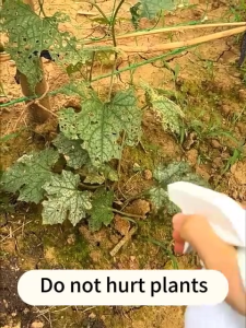 Plant Insecticide canbe used indoors for Plant Harmless Plant Insecticide Spray