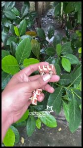 Klem Grounding Clamp Kebel Listrik Penangkal Petir Uk 50mm Grounding Clamp