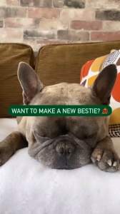 BECO Dog Toy Orangutan - Floats Squeaks Eco Friendly