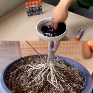 Super Roots Roots 90 USA 20ml - Grow roots 3-5 times faster - Sinhair Store