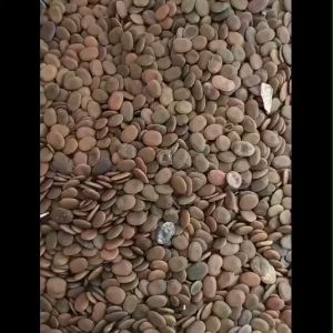 Biji Benih Sonokeling 1kg Kualitas Terbaik