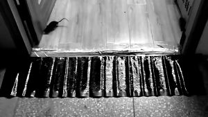 Top Seller STICKY MOUSE TRAP | Large Size Mouse Sticker | Super Sticky Glue Mat Trap | Super Glue Rat Killing Magic Blanket | Non Toxic Mouse Traps |