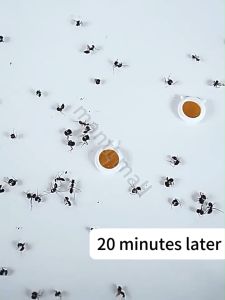 ✨Home Ant Bait✨ant bait ant killer 8PCS From Japan ant killing bait powder ant repellant for home ants repellent anti ant Small design can be placed in any corner