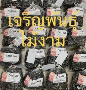 เมล็ดพันธุ์ปาล์มคาลิค 600 (Calix 600) - 600 เมล็ด 45 บาท 1 กล่อง 100 เมล็ด