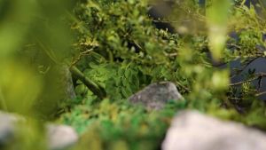 JAMU BERKAH 165 ORIGINAL tuntaskan segala penyakit