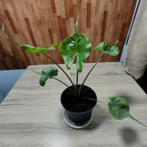 ต้นหางกระเบน อโรคาเชียหางกระ เบน ใบสวย เเข็งเเรง