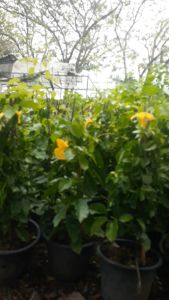 เหลืองชัชวาล กระถาง 8 นิ้ว ต้นสูง 40 เซนติเมตร (กทม)