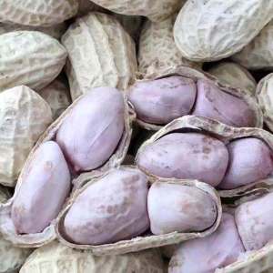 Salty Garlic Flavor Wet Roasted Peanuts