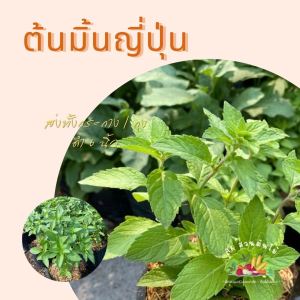 ต้นพันธ์ุ มิ้นท์ญี่ปุ่น Japanese Mint กระถง 6 นิ้วกลิ่ีนเมนทอล ผักสวนครัว ผักสวนครัวปลูกง่าย ผักสวนครัวพร้อมปลูก ผักออร์แกนิก
