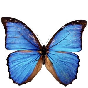 Butterfly Projector Lamp Xiaohongshu Same Style Internet Celebrity Young Girls Girlfriends Selfie Photography Background Atmosphere Handy Gadget Prop Decoration