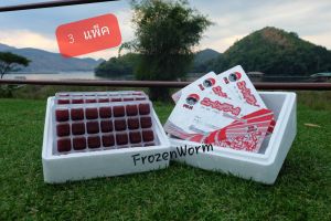 หนอนแดงแช่แข็งFUJI ( 3 แพ็ค) แถมฟรี!!ถุงเจลความเย็นเต่าและกุ้ง อาหารสดแช่แข็ง คุณภาพเกรด A