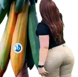 Jual Benih Pepaya F1 IPB Varian (7 butir Grade A +bonus)