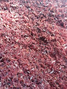 rumput laut kering iris tipis 250g