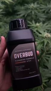 ปูมูลเสริมดอกเสริมช่วงทำดอก Overbud ทำให้ดอกเร่งดอกต่ำน้ำ และเพิ่มขนาดดอกเพิ่มขึ้น