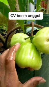 BIBIT JAMBU AIR KIOJOK