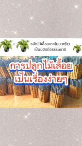 หลักไม้เลื้อยใยมะพร้าว แพ็ค 10 อัน