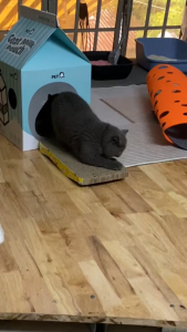 Bàn Cào Móng Mèo Dạng Lượn Sóng 2 Mặt Carton Đa Năng Giúp Mèo Mài Móng & tăng vận động (40x20cm)