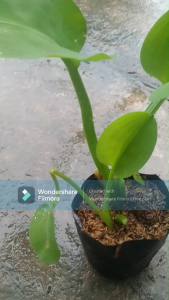 Cây kèo nèo(tai tượng)