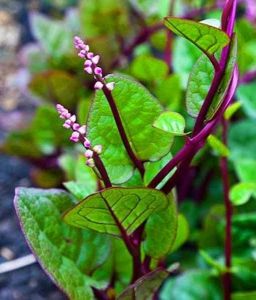 Daun Binahong Merah Herbal Fresh Segar Harga Per 5Lembar Termurah Serba Manfaat Menyembuhkan Berbagai penyakit Luar Maupun Dalam tubuh