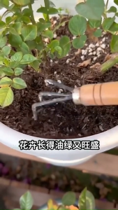 【Local delivery】Easy Use Soil Inoculant PowderLong Shelf Life & Cost Effective for Healthier Plants