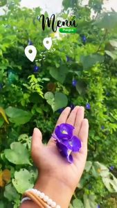 BUNGA TELANG Kering Murni Asli Organik 40gr- Teh Herbal Biru Detox Awet Muda Relax Konsentrasi Meningkat