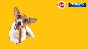 Pedigree DentaStix - Medium Oral Dental Care Dog Treats Sticks (344G)
