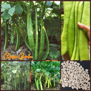 BIJI | BENIH TANAMAN KORO PEDANG | JACK BEAN