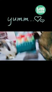 อาหารสัตว์เล็ก สำหรับสัตว์ฟันแทะโปรโมชั่นพิเศษ 1แถม1