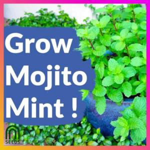 SeedsPLAZA™ - Mojito Mint/Spearmint Seeds for Planting Herbal Plants (15 Seed) + Instructions for F1 Hybrid Plant