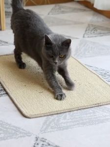 WaggyWaggy Cat Scratching Mat Tree Scratcher Pet Tikar Penggaruk Kucing Haiwan Menggaruk 猫抓地毯 S0001