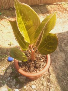 Aglonema lipstik cobra tanaman hias koleksian jadulan