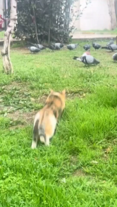 Cat Repellent Outdoor 500g Barrel Drives Away Stray Cats Plant-Based Safety Formula