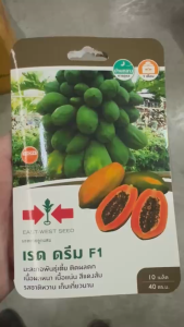 ศรแดง มะละกอ เรดดรีม จำนวน 10 เมล็ด หมดอายุ 16/05/2569 พันธุ์เตี้ย ติดผลดก เนื้อผลหนา สีแดงส้ม รสชาติหวาน ระยะเก็บเกี่ยว 9 เดือน