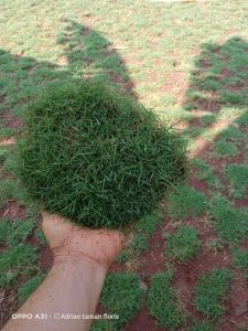 rumput jepang atau rumput peking 2 meter x 1 meter