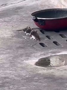 Rat Mouse Repellent Killer Spray Smells and Run Uses Multi Area Household Car Engine Motor Office Pipe rat off spray anti rat spray