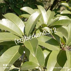 jual daun Sao segar di petik saat ada order masuk obat herbal alami tradisional readystok siap kirim