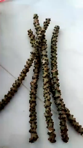 100% Fresh Akar Brotowali Segar Herbal Sapih ASI / akar bratawali