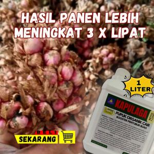 Pupuk Buah Super Lebat Kapulaga Isi 1 Liter Pupuk Booster Pelebat Kapulaga Pupuk Cair Untuk Kapulaga