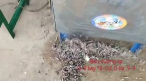 Máy băm cỏ cho trâu bò mô tơ toàn phát 15kw
