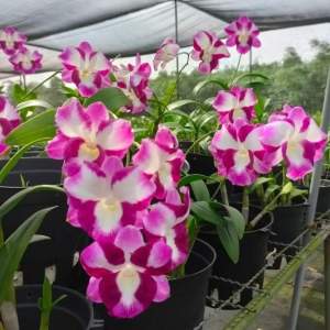 Den lai catt nữ hoàng