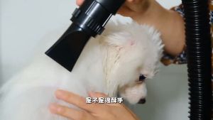2800W Anjing dan Kucing High Power Pet Dryer Professional Alat Pengering Bulu Hewan Mesin Hand Blower