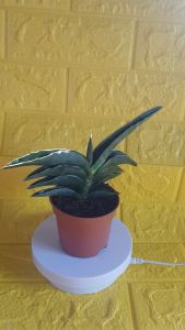 Sansevieria Robusta Plant 4 to 8 inches height (1 Pc) Plus [FREE 1 Pack Cocopeat or Ipa or 1 Pc Philodendron cutting randomly picked by Seller]